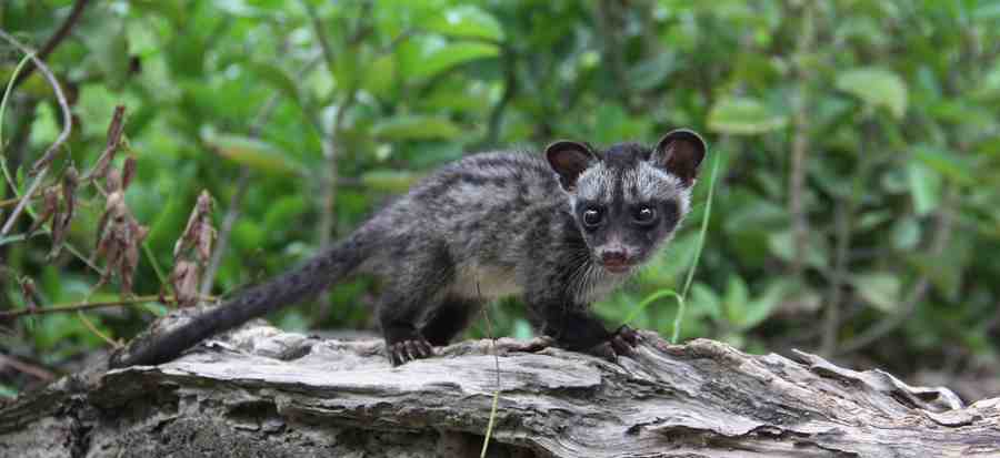 Borneo Wildlife Research :: Trovan